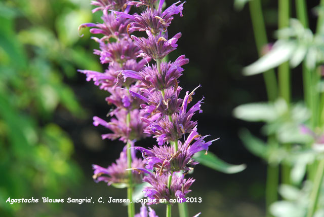 Agastache 'Blauwe Sangria