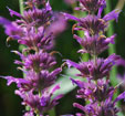 Agastache 'Bkauwe Sangria'