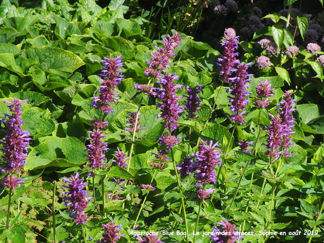 Agastache 'Blue Boa'