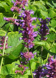 Agastache 'Blue Boa'