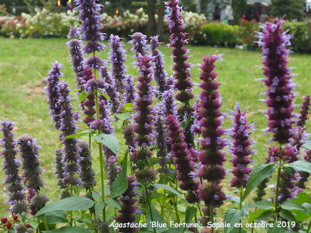 Agastache 'Blue Fortune'