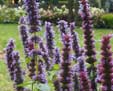 Agastache 'Blue Fotune'