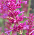 Agastache cana 'Heatwave'