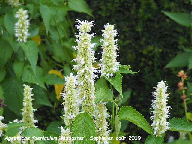 Agastache foeniculum 'Alabaster'