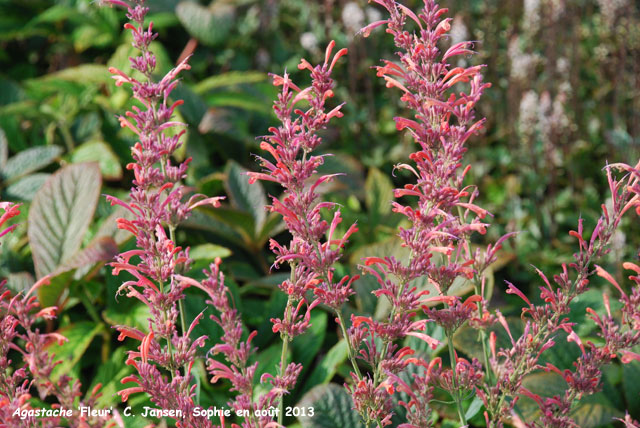 Agastache 'Fleur'