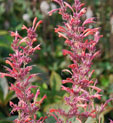 Agastache 'Fleur'