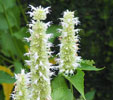 Agastache 'Alabaster'