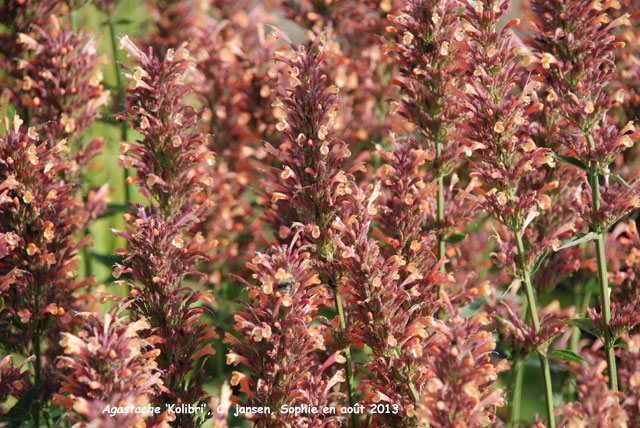 Agastache 'Kolibri'