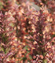 Agastache 'Kolibri'