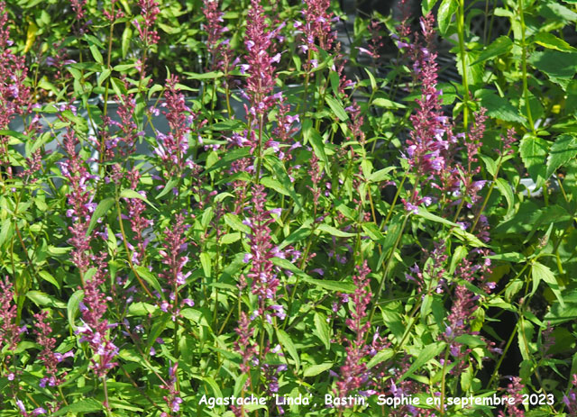 Agastache 'Linda'