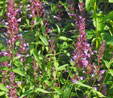 Agastache 'Linda'