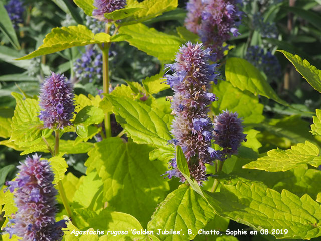 Agastache rugosa 'Golden Jubilee'