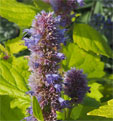 Agastache rugosa 'Golden Jubillee''