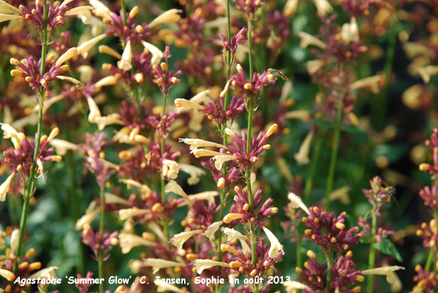 Agastache 'Summer Glow'