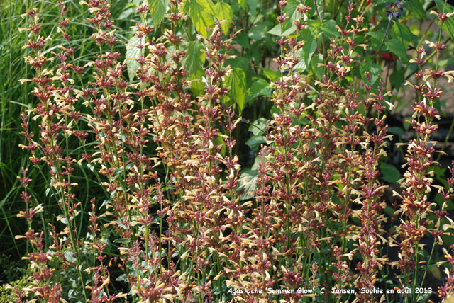 Agastache 'Summer Glow'