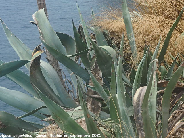 Agave americana