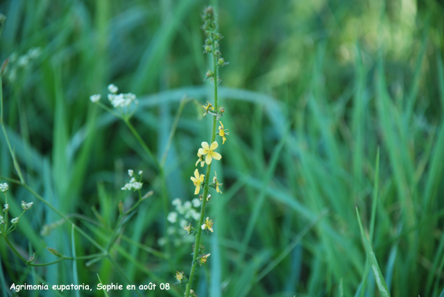 Agrimonia eupatoria