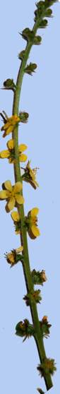 Agrimonia eupatoria