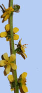 Agrimonia eupatoria