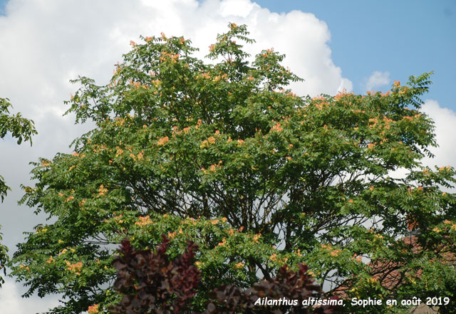 Ailanthus altissima