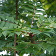 Ailanthus vilmorinana