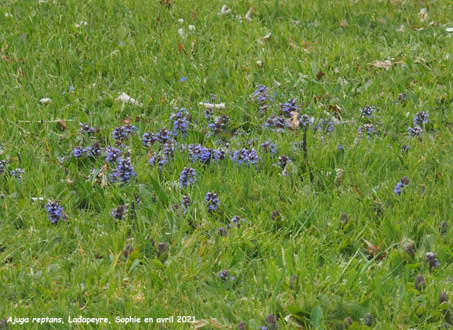 Ajuga reptans