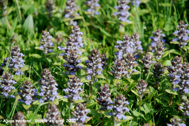 Ajuga reptans