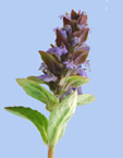 ajuga reptans