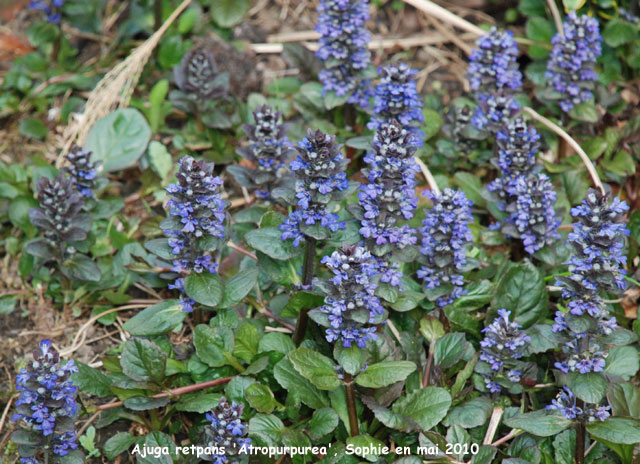 Ajuga reptans 'Atropurpurea'