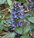 Ajuga reptans 'Atropurpurea'