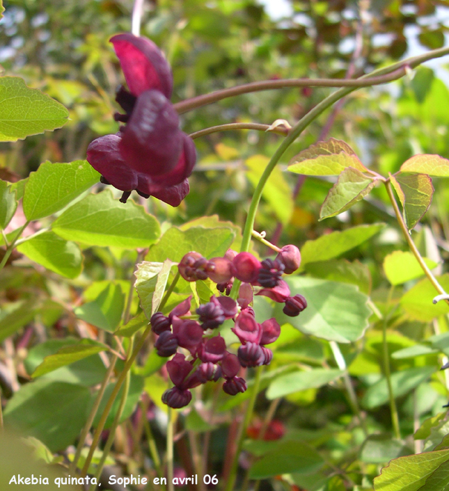 Akebia quinata