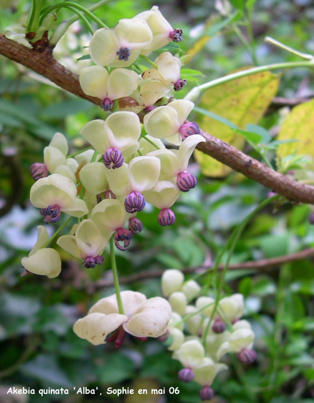 Akebia quinata 'Alba'