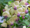 Akebia quinata 'Alba'