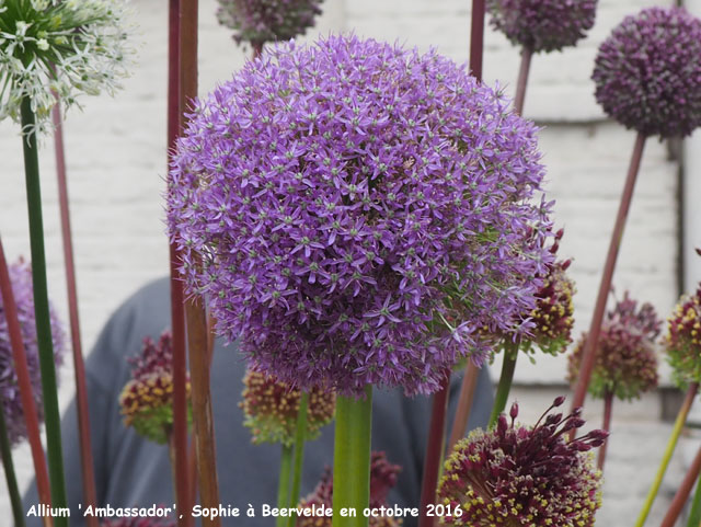 Allium 'Ambassador'