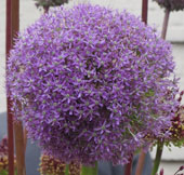 Allium ' Ambassador'