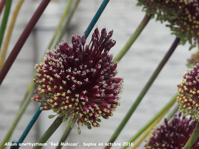 Allium amethystinum 'Red Mohican'