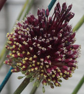 Allium amethystinum 'Red Mohican'