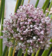 Allium ampeloprasum 'Hairy Friend'