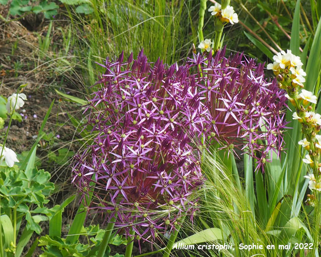 Allium cristophii