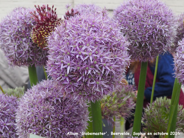 Allium 'Globemaster(