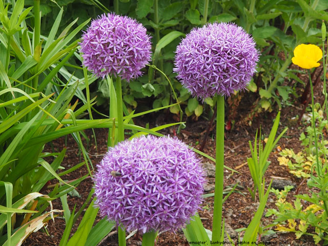 Allium 'Globemaster'