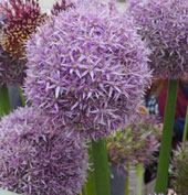 Allium 'Globemaster'