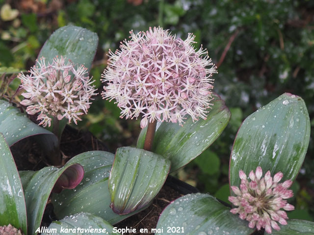 Allium karataviense