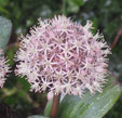 Allium karataviense