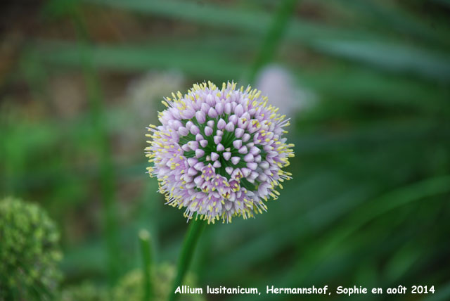 Allium lusitanicum