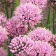 Allium lusitanicum 'Lisa Blue'