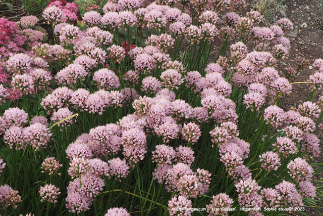 Allium lusitanicum 'Lisa Green'