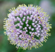 Allium lusitanicum