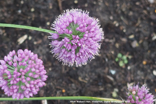 Allium 'Medusa's Hair'