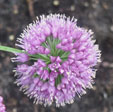 Allium 'Medusa's Hair'